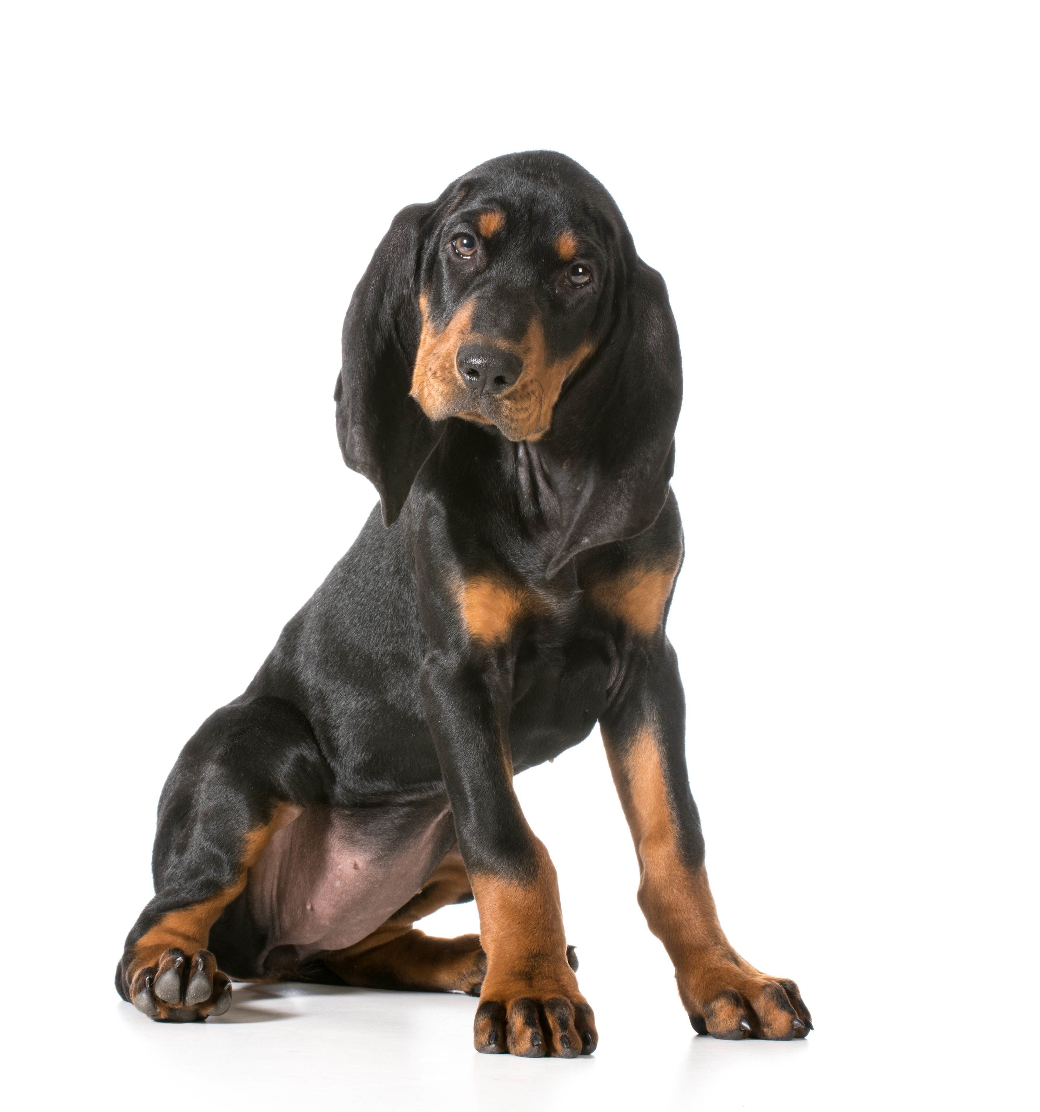 ブラック・アンド・タン・クーンハウンド