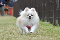 タイムレース50アンチノールカップに参加したポメラニアン