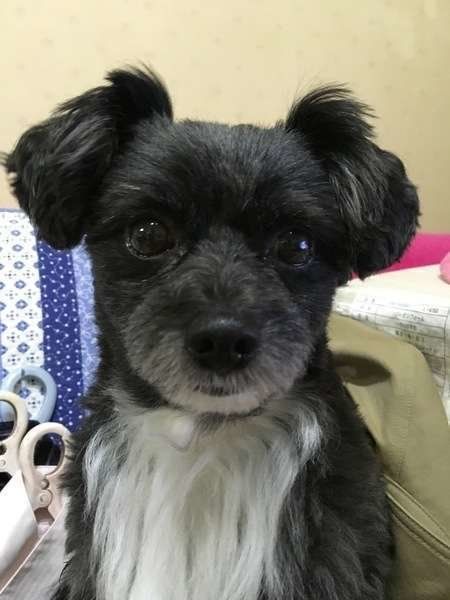 胸の毛が白い犬