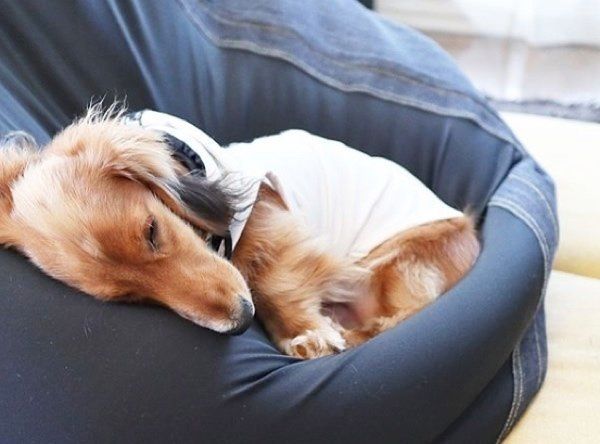 クッションで眠るミニチュア・ダックスフンド