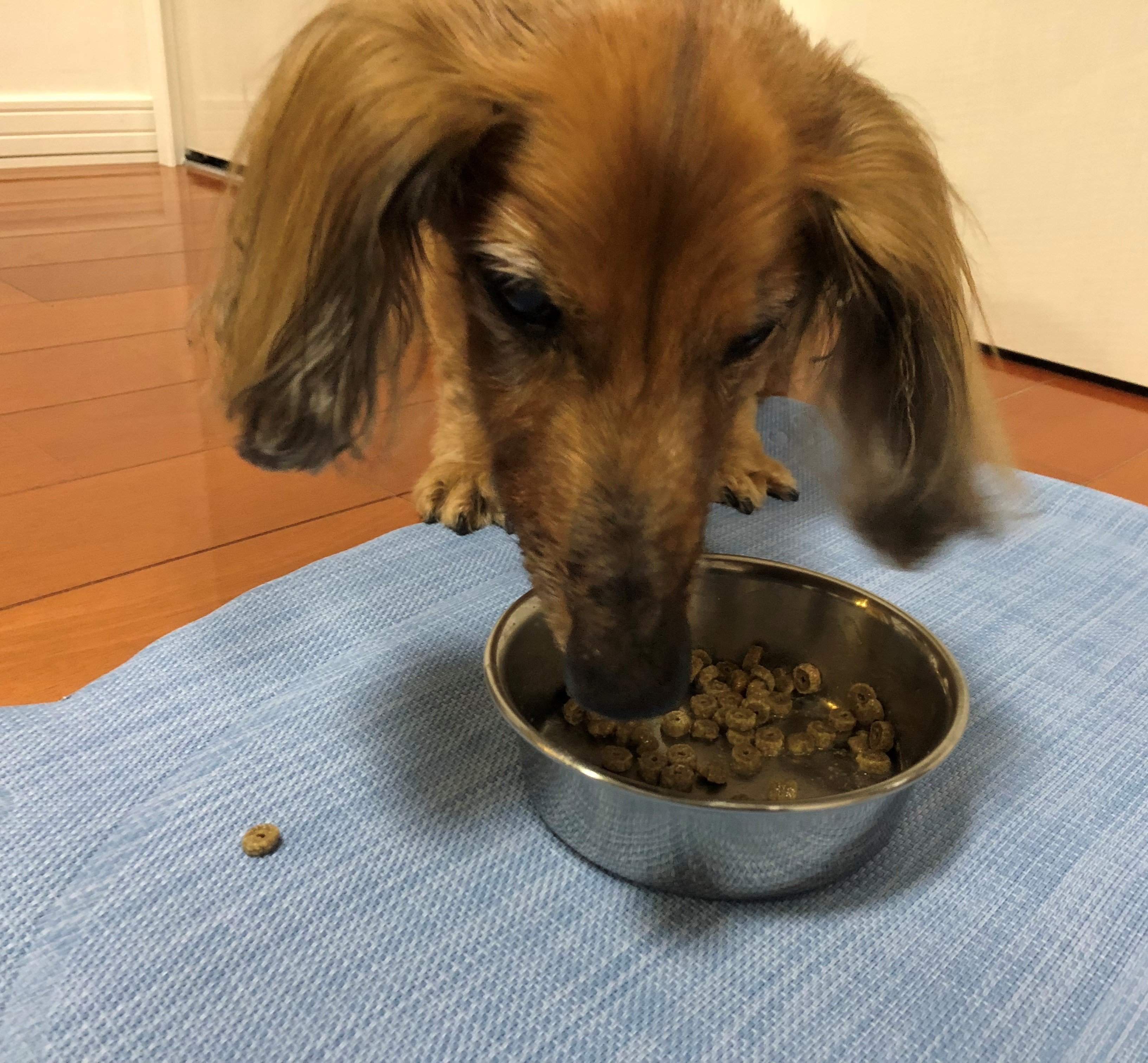 ごはんを食べる愛犬