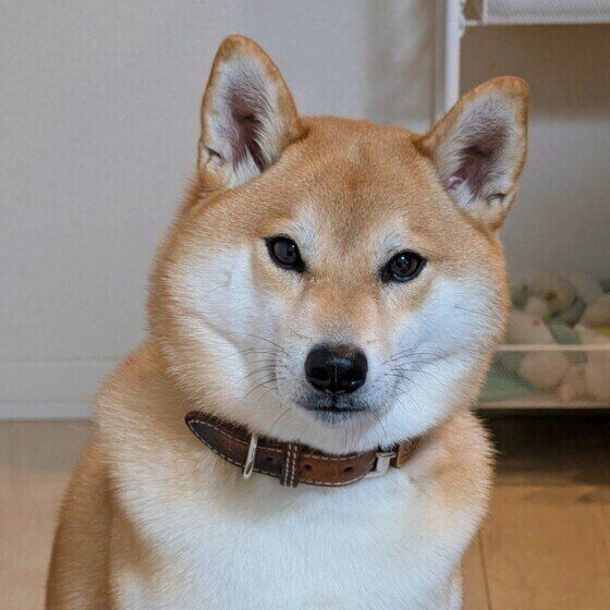 冬毛でもふもふの柴犬