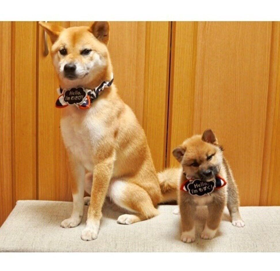 わさびくんともずくくん