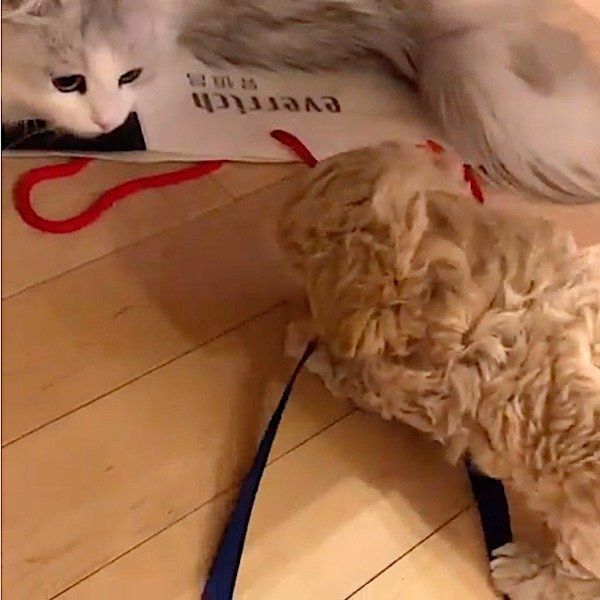 いたずら大好きなマルプー