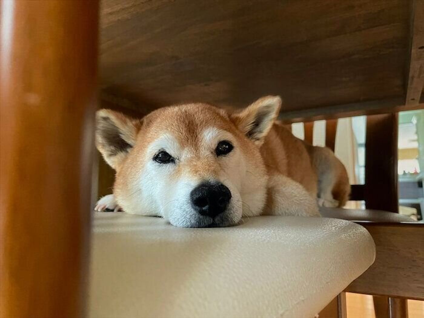 テクテク早足で散歩する柴犬マロたん 家に帰れば もう一歩も動けません 状態に いぬのきもちweb Magazine テクテク早足で散歩する柴犬マロたん 家に帰れば もう一歩も動けません 状態に いぬのきもちweb Magazine