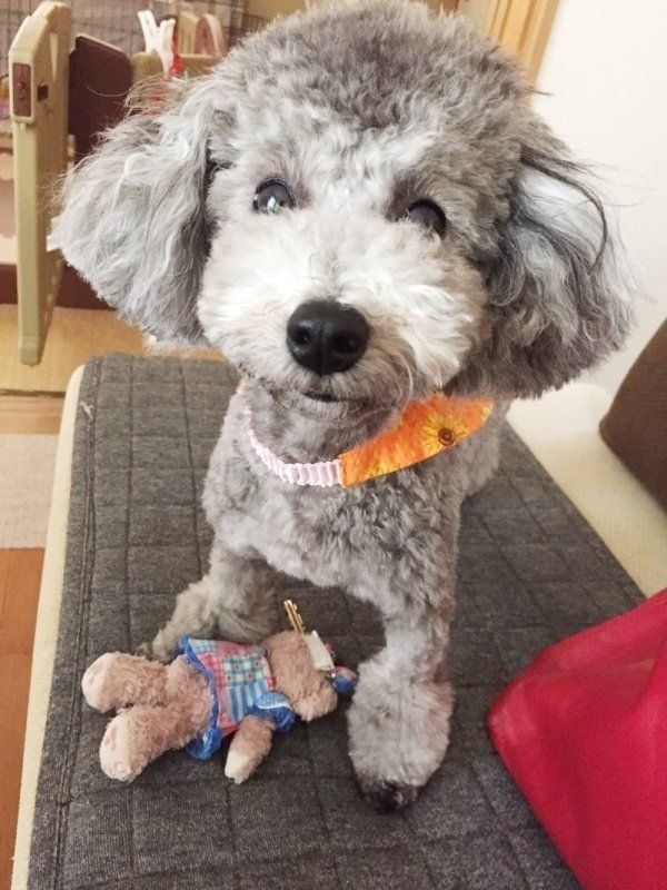 なんでそんなに 真顔 なの 真顔の犬４選 いぬのきもちweb Magazine