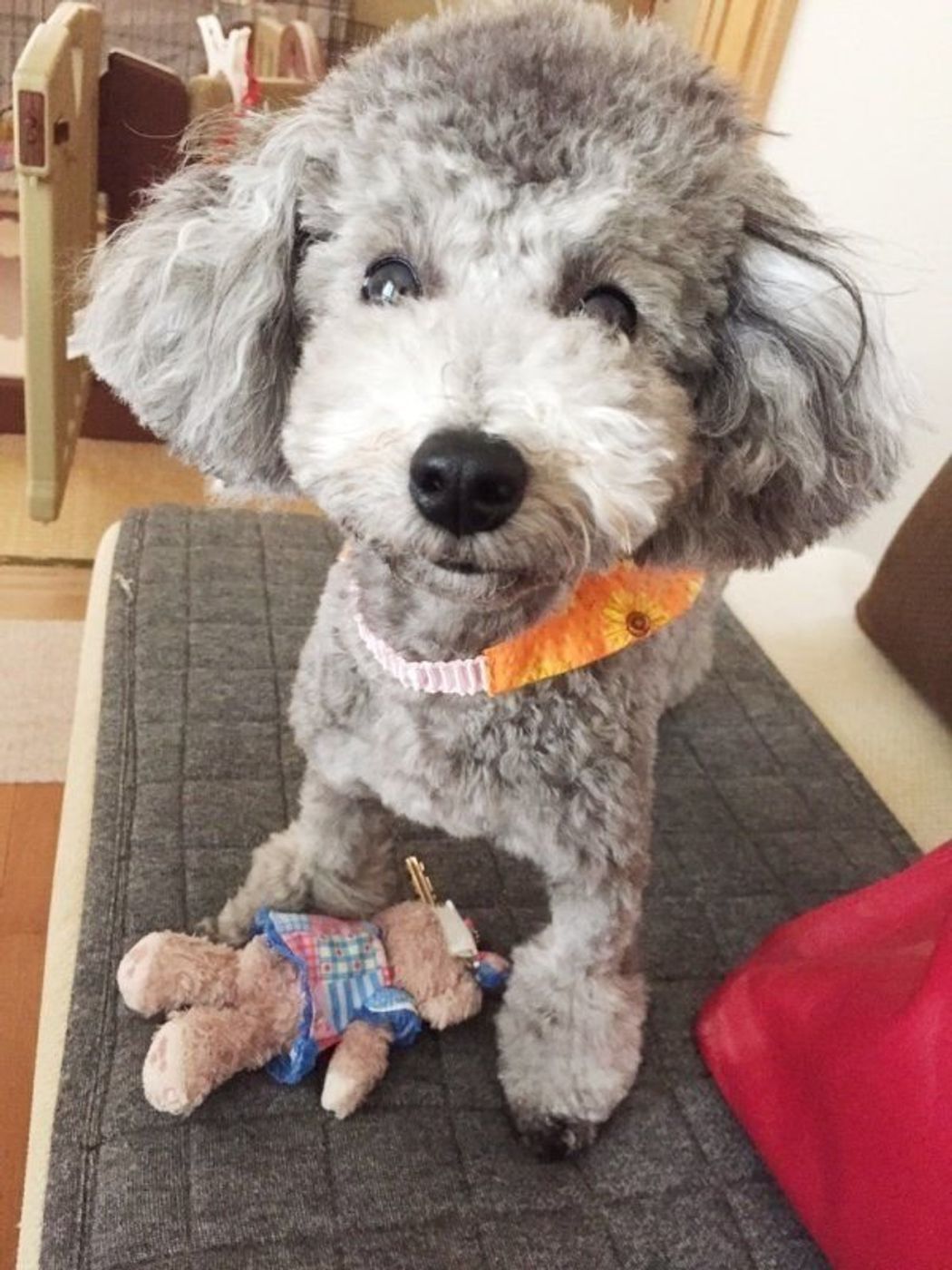 なんでそんなに 真顔 なの 真顔の犬4選 いぬのきもちweb Magazine なんでそんなに 真顔 なの 真顔の犬4選 いぬのきもちweb Magazine