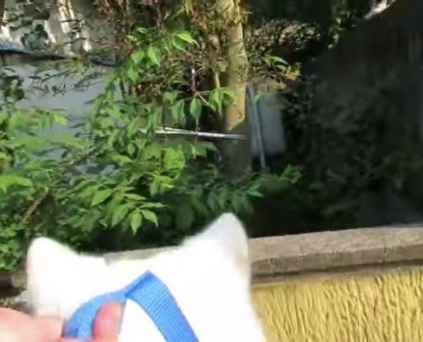 猫先輩に遭遇したワンコ