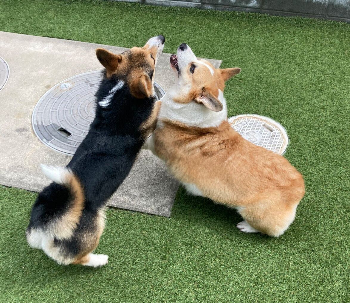 庭でじゃれ合うくろまるくん、こたろうくん