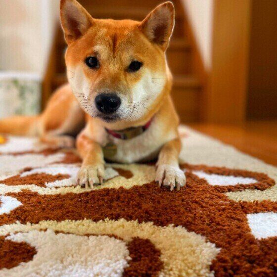 玄関で待つ柴犬