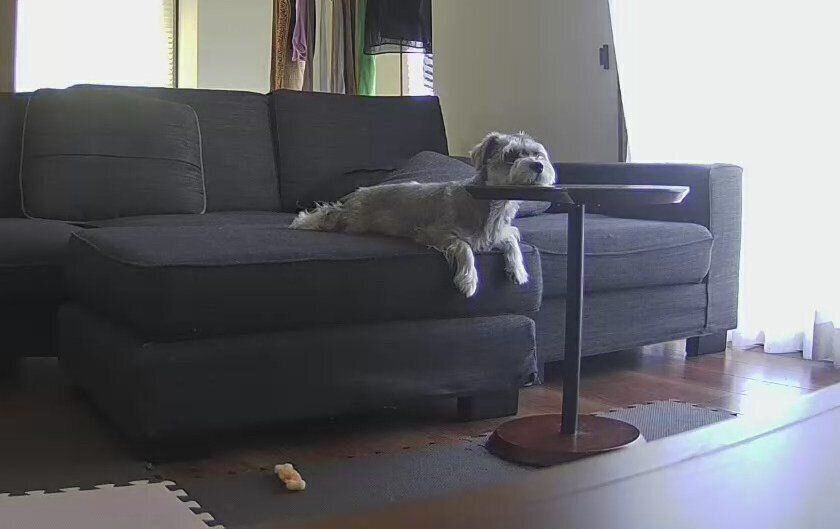 留守番カメラに映ったペレくん