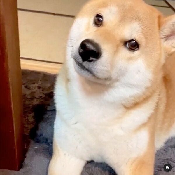 飼い主さんの話を首をかしげながら聞くユクちゃん
