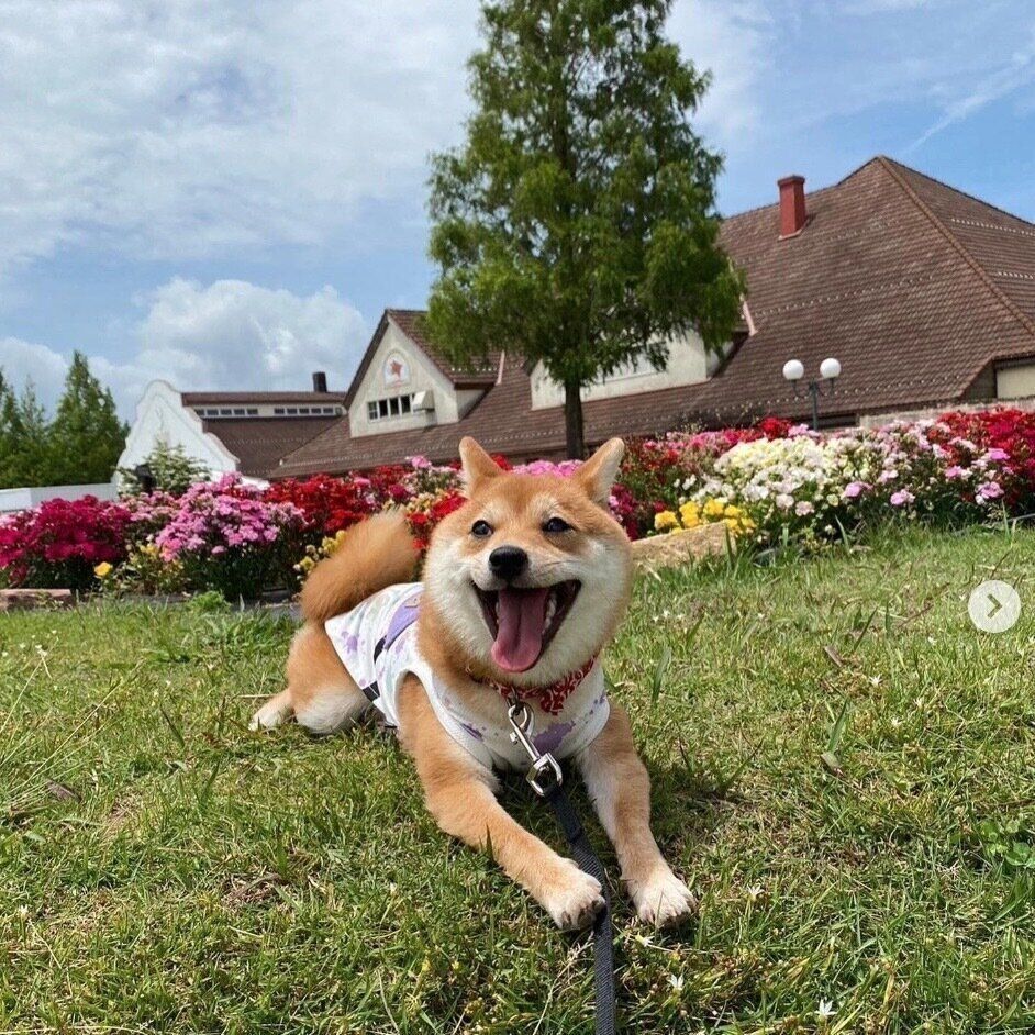 楽しそうなことりちゃん