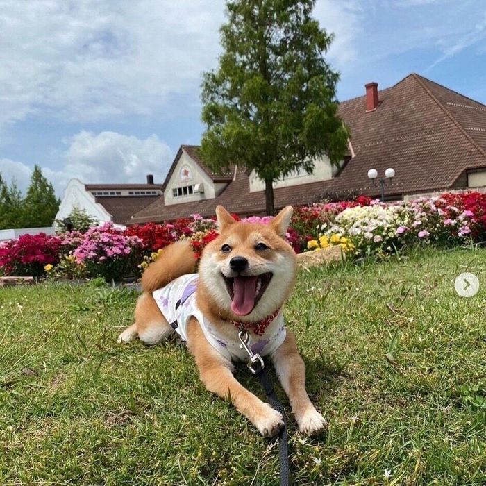 楽しそうなことりちゃん