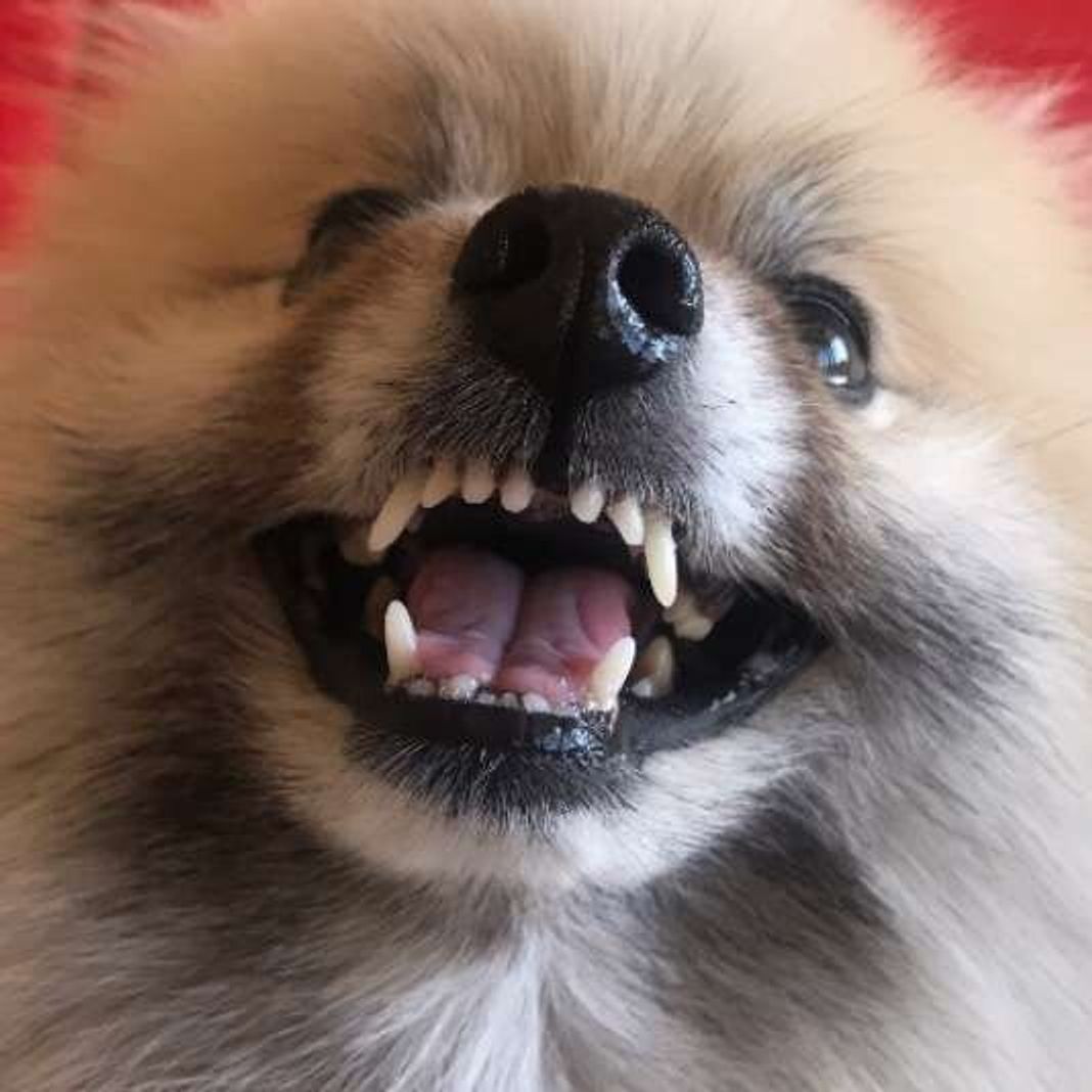 かたいおもちゃで遊ぶ と愛犬の歯や歯ぐきによくない こんなng習慣を見直そう いぬのきもちweb Magazine かたいおもちゃで遊ぶ と愛犬の歯や歯ぐきによくない こんなng習慣を見直そう いぬのきもちweb Magazine