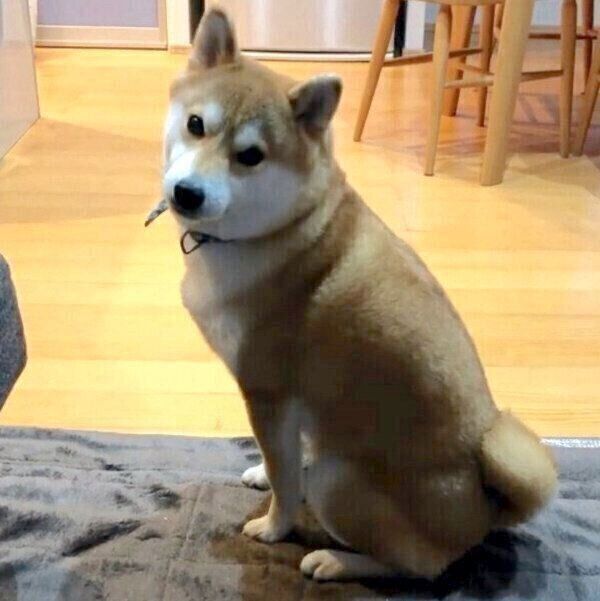 「ボクは行きませんよ?」とアピールするラテくん