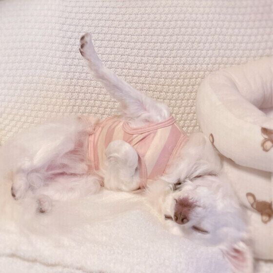 チワワのミルクくん