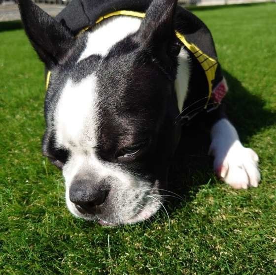 ボストン・テリア・ハナちゃん・お昼寝