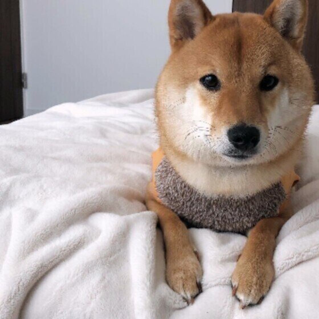 大好きが伝わる 犬が嬉しいと感じている時に見せるしぐさ いぬのきもちweb Magazine 大好きが伝わる 犬が嬉しいと感じている時に見せるしぐさ いぬのきもちweb Magazine