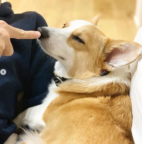 飼い主さんとコーギー