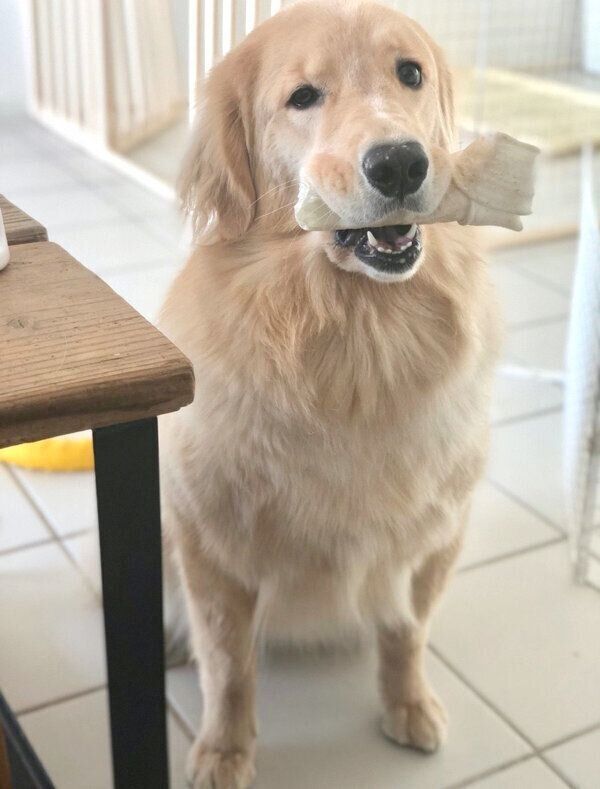 ホネっこさんを咥えるよつばちゃん