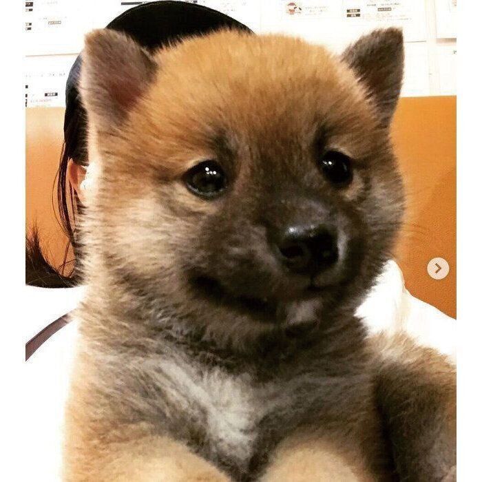 ペットショップで出会ったときのあんこちゃん