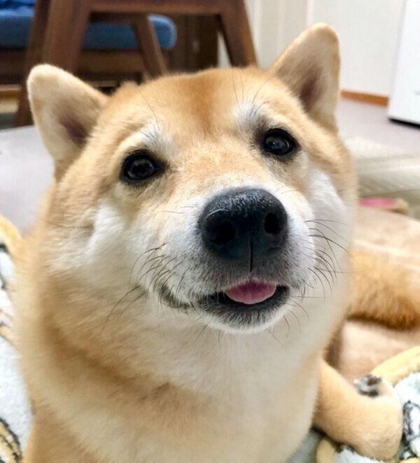 柔らかい表情が魅力的なこじろうくん