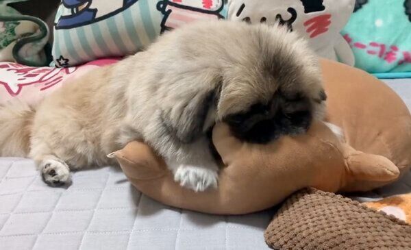 ぬいぐるみの足をくわえながら「フミフミ」するぽん太郎くん