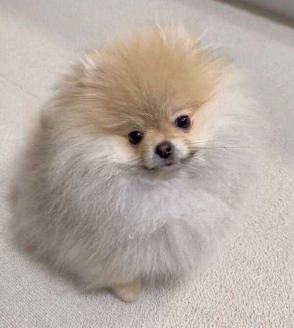 飼い主さんのことを見つめるなごみちゃん