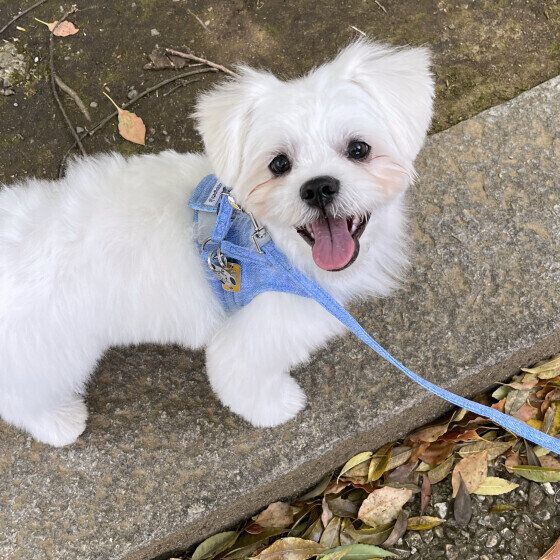 愛情不足の犬がみせるサインとは？ 心と体の変化を獣医師に聞いた いぬのきもち