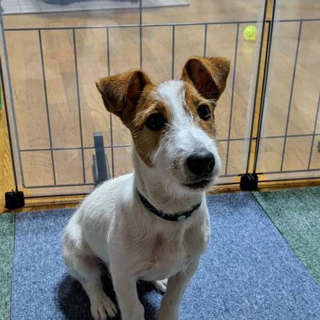 犬の謎行動 うんちをする前に暴れる そのワケとは いぬのきもちweb Magazine 犬の謎行動 うんちをする前に暴れる そのワケとは いぬのきもちweb Magazine