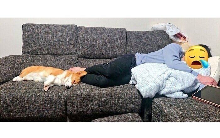 ソファで気持ちよさそうに眠るうなぎちゃん