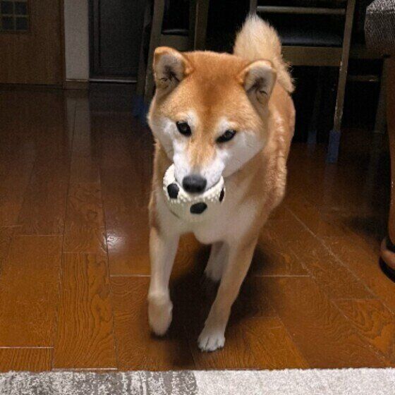 柴のちゃたろうくん