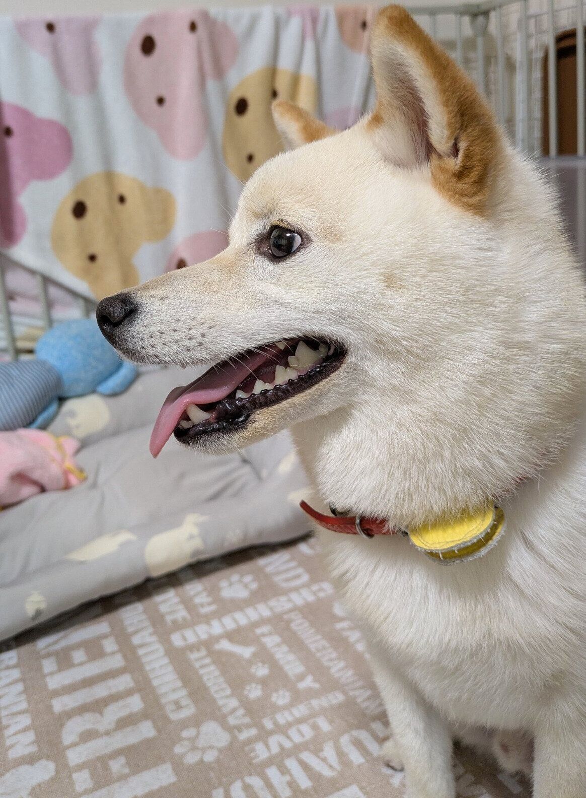 生後9カ月のころに撮影したしろまめくん