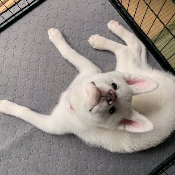 秋田犬のひめちゃん