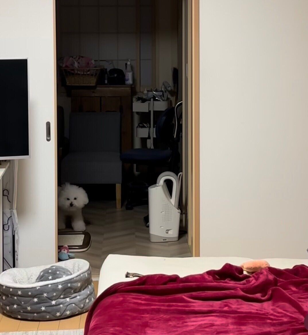 こちらを見つめるメルちゃん