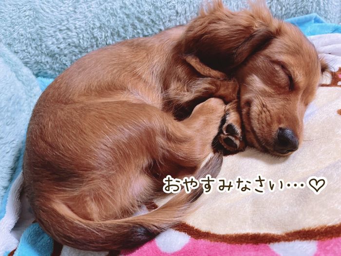 寝ているミニチュア・ダックスフンド