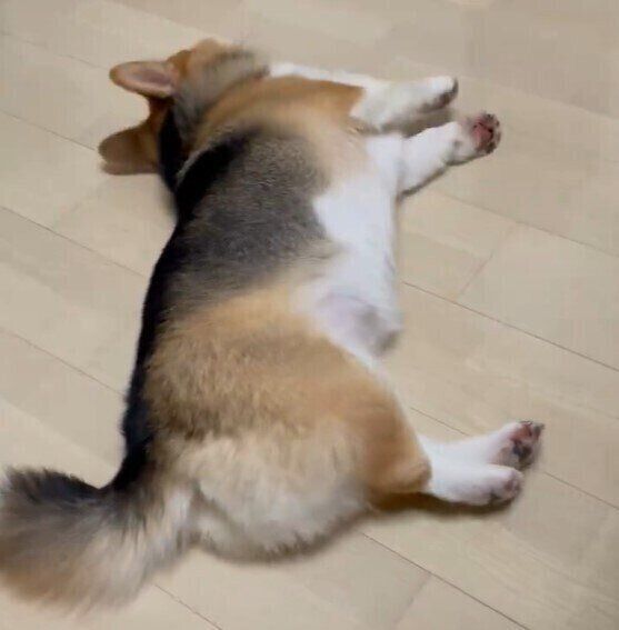 @corgi_kawaiina