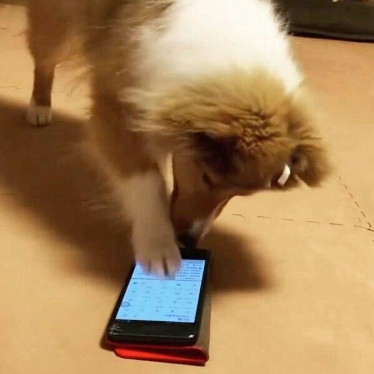 スマホで動画を流す 犬が反応 とある条件 でスマホを使いこなす天才的だった いぬのきもちweb Magazine スマホで動画を流す 犬が反応 とある条件 でスマホを使いこなす天才的だった いぬのきもちweb Magazine