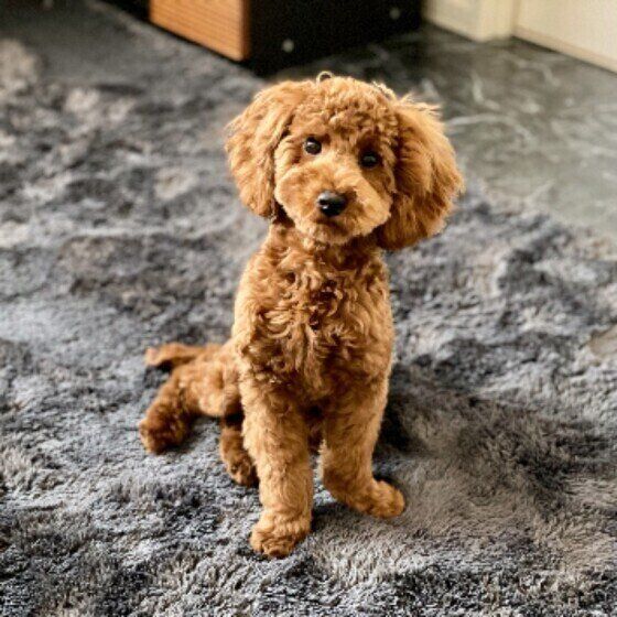 おすわりするトイプーのハルくん