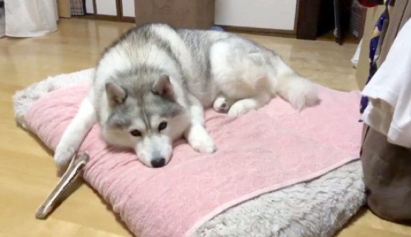ふてくされるシルビアちゃん