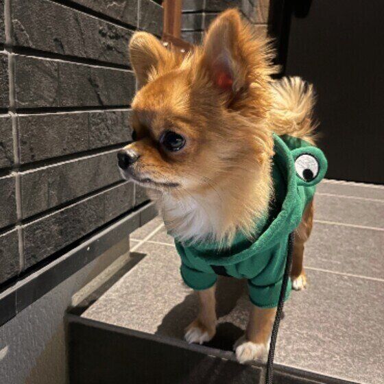 パパを玄関先で待ちわびるチワワのムギくん