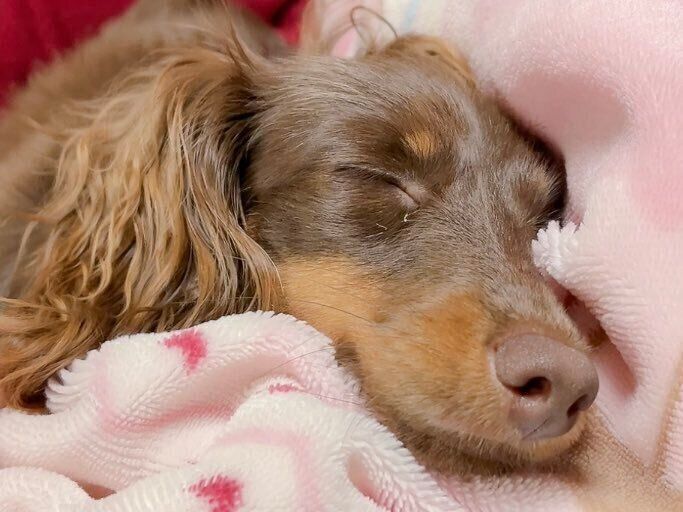 スヤスヤしているニーナちゃん