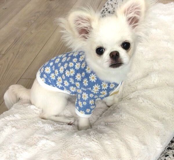 見つめるとろろちゃん