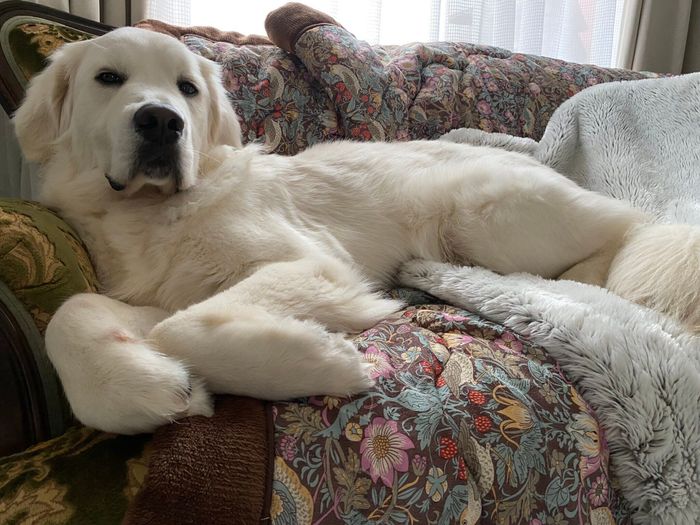 「犬に見下される飼い主」として投稿された1枚 かわいすぎる