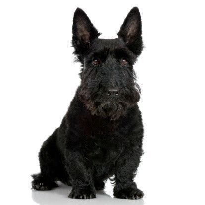 4つの「テリア」の犬種の違い、知ってた? 魅力的な毛並みや特徴をご紹介|いぬのきもちWEB MAGAZINE