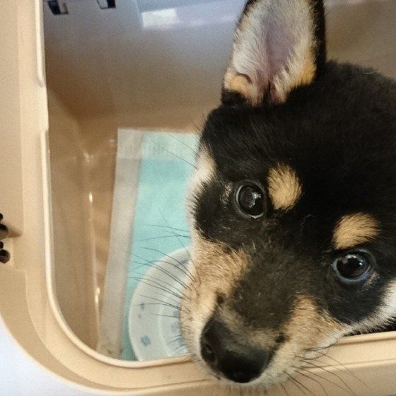 獣医師解説 胃腸ケアとドッグフードの関係 食事管理法について いぬのきもちweb Magazine