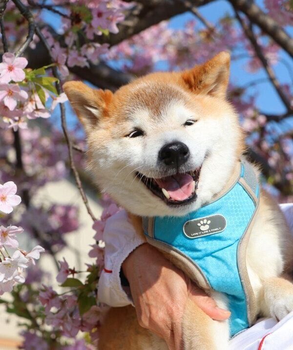 笑顔が可愛いテツくん