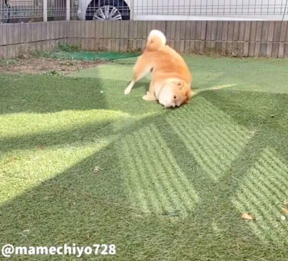 お風呂後にハイテンションになる豆千代くん