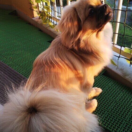 チベタン・スパニエル